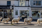イギリスの町、コロナウイルスのせいで山羊さんに乗っ取られる