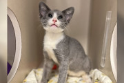 【海外】子猫が振り向いた瞬間、避難所のスタッフが驚愕！珍しい特性とは？