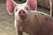 外国人は日本人YouTuber「100日後に食われるブタ」の動画に賛否両論
