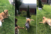 介助犬として訓練中のゴールデン・レトリバー、飼主さんに言われてタオルを持ってくるはずが靴下を持ってきちゃった！