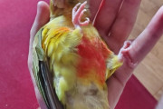 海外「とても残念ですね…その気持ちはよく分かります」日本で飼っていた鳥とお別れの日（海外の反応）