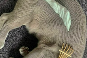 外国人「これは日本の禅キャットだ」ツッコミ所が多すぎる動物写真が話題に