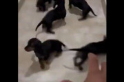 大勢の子犬たちを…追い駆けたり追い駆けられたりする遊び