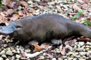 海外「現代に発見されたらAIが作ったと思われてた」カモノハシが初発見時に「偽物」と疑われた科学的背景