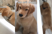 空のシャンプーボトルが怖い！ゴールデンレトリバーのタッカーくんが子犬の頃の動画が超可愛かった！