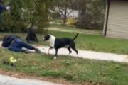 海外「【閲覧注意】 ピットブル三匹に襲われている老人を銃で助けるアメリカ警察」