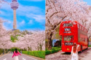 【衝撃】「桜は日本だけのもの？」外国人が誤解している桜のルーツとは