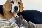 【海外】「小さな子猫と犬の姉妹の成長を見守ろう！将来は“添い寝”の名手になるかも💙」