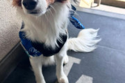 大谷翔平の愛犬、デコピンのランドセル姿が可愛いすぎてファン悶絶