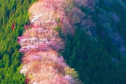 海外「これはどこ？凄すぎるだろ！！！」野生で生えた桜の木が海外で話題に！