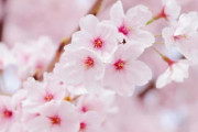 【韓国の反応】「桜は日本の花」石村湖に現れた反日デモ男。韓国の反応「桜は日本固有種ではない。/常識外れの扇動には共感できない。」