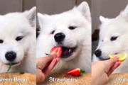 こんなの見たことない！？犬の食レポ！