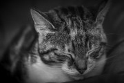 山道で大怪我をした野良猫を保護した結果こうなりました 海外の反応