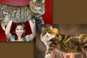 【海外】ノルウェージャンフォレストキャットとメインクーンの巨大猫対決！どっちが勝つの？