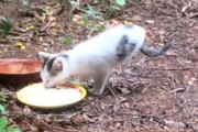 【海外】「2本脚で歩く子猫に出会った女性 — 彼が特別な理由とは？」