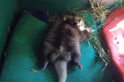 すやすや平和に眠るレッサーパンダの子とそれを見守るママの姿が、可愛すぎて癒されます