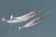 【海外】ナバルの牙って何に使うの？新しい映像がすごい行動を見せてるよ！