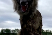 【韓国の反応】野生動物が出没するや『ロボットオオカミ』を設置した日本の農村…韓国人「夜見たら、びっくりして気絶しそうだな…。」