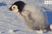 友達を作ろうとする激カワペンギン 海外の反応