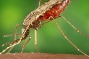【海外】すごい！遺伝子の力でマラリアの薬に効かなくなるのを止める方法見つけたかも！