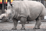 【海外】1977年、動物園で誕生したハイブリッドの秘密。絶滅の危機にある種を救う教訓とは？