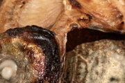 外国人「日本流の焼き魚を作ったんだが頭はどうすればいい？」
