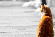 変わった条件の「猫を貸してください」の貼り紙→無事に子供たちとの夕食会が開かれる