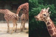 キリンがおしっこを味見！？その後の表情が何とも言えない（笑）