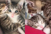 【海外】「運命のふたり：里親に迎えられた子猫兄弟の絆」