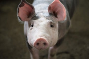 ご飯が進む！がっつり豚肉お弁当レシピ5選「ビーガン弁当もお願いします」「お弁当は温めるの？」海外の反応