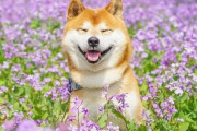 外国人「日本の花畑にいるこの柴犬を見ているだけで幸せになれる」