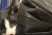 猫「よし、私は君を採用することに決めたぞ」猫が人間を虜にする簡単な方法。海外の反応
