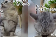 本当に猫？ニンゲンが見ていないことを確認し、前脚を器用に使って餌を食べる猫