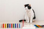 再生回数1360万回！日本の猫動画に海外興味津々！（海外の反応）