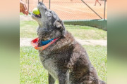 【海外】「テニスコートに迷い込んだ野良犬、公式マスコットに就任！」