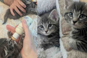 【海外】捨てられた2匹の子猫が迎える感動の感謝祭！諦めない愛がもたらした幸せな結末とは？