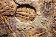 【海外】250万年前、地球史上最大の大絶滅ってマジ！？恐竜よりエグい悲劇発生！