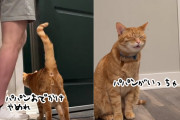 せつなさエンドレス。悲しみの鳴き声がとまらない、飼い主に外出された時の猫の反応