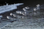 外国人「何だこの可愛い生き物は」(海外の反応)