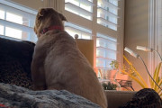 飼い主の留守中、窓際で何時間も帰りを待ち続ける犬の姿にグっとくる