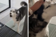 飼い主さんが仕事から帰ると『おしゃべり』が止まらないシベリアンハスキーが可愛い