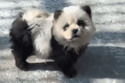 【海外の反応】中国の動物園が毛を染めた2頭の犬で偽パンダ展を開催　海外の反応「動物でさえ模造品の国、むしろパンダ犬を見たい」