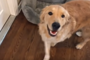 新しい子犬の家族が来るのをまだ知らないワンちゃんの反応　 海外の反応