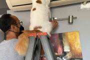 外国人「仕事熱心で可愛すぎる猫を世界から集めてみたぞ！」