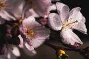 伝統芸能♪和楽器で『千本櫻』を演奏してみた♪「お金では買えない...」「私たちが生きている世界は何と恵まれていることでしょう」海外の反応