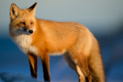 海外「動物界のヒーロー」マッスル狐 VS 右フック犬！ 筋肉アニマルシリーズが話題に 海外の反応