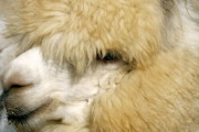 アルパカ赤ちゃんが接客してくれる中国料理店 海外の反応
