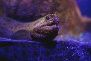 【海外】砂ドルやウニを噛み砕く！ワーフィッシュの驚くべき食生活とは？