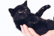 日本の「滑ってころびゆく黒猫」に鼻水飛び出すくらい笑った！【台湾人の反応】