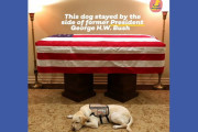 故ブッシュ元大統領に溺愛された介助犬のサリー、母親と再会を果たし、新しい任務へ